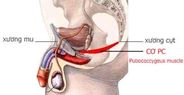 Cơ PC Là Gì? Và Những Sự Thật Cần Biết